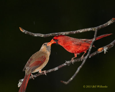 Feeding His Lady in the Rain.jpg