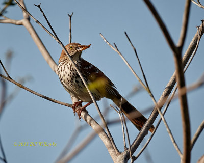 Brown Thrasher 03.jpg