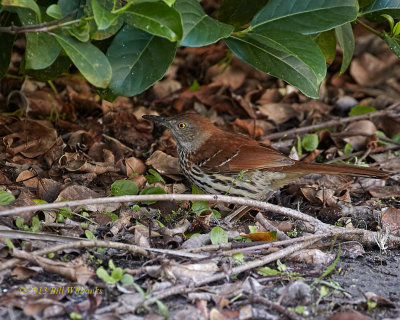 Brown Thrasher in the Leaves.jpg