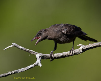 Juvie Common Grackle.jpg