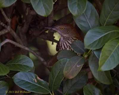 Brown Thrasher in the Bushes.jpg