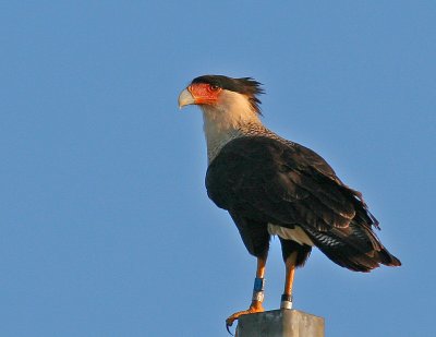 viera_wetlands