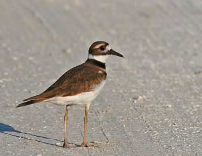 Killdeer.jpg