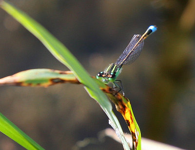 Damselfly.jpg