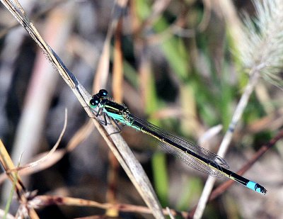 Ramburs Forktail 03.jpg