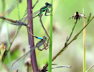Mating Damselfiles.jpg