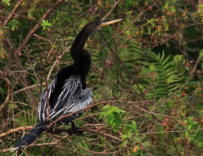 Anhinga.jpg