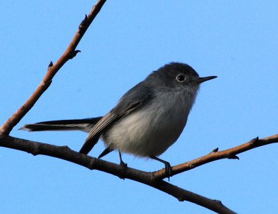 Little Bird.jpg