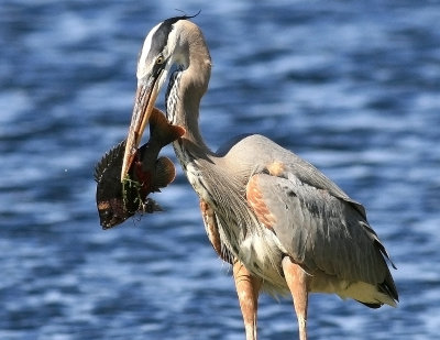 GBH With Fish 02.jpg