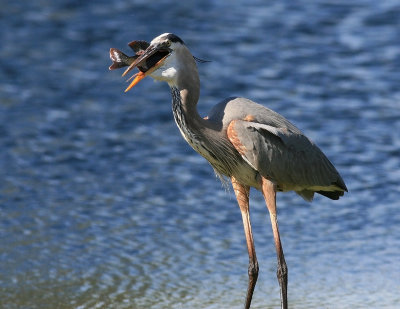 GBH with fish 04.jpg