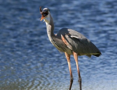 GBH with fish 05.jpg