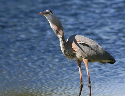 GBH with fish 06.jpg