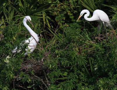 Egrets On the Nest 02.jpg