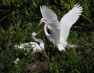 Egrets On the Nest 03.jpg