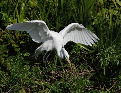 Finding Nesting Material.jpg