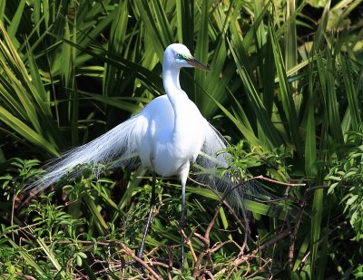 Egret in Breeding Plumage.jpg