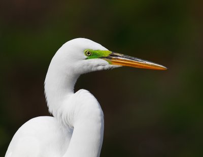 Egret Closeup.jpg
