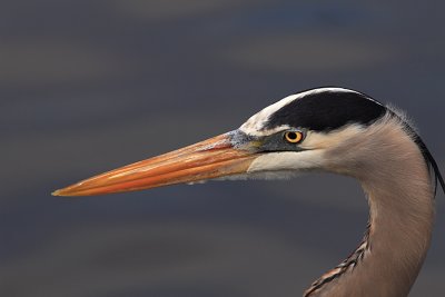 GBH Close_up.jpg