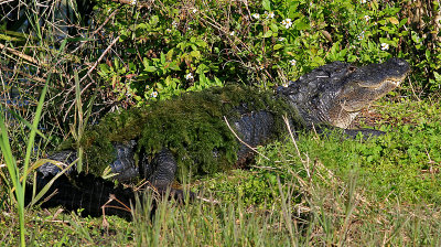 Gator.jpg