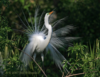 Egret Display.jpg