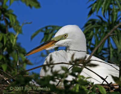 Great Egret on Nest.jpg