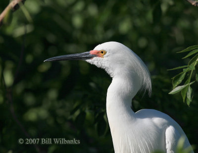 Snowy Egret.jpg