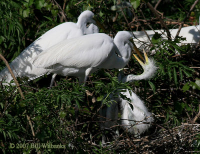 Egret Feeding Chick.jpg
