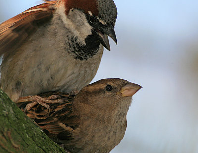 Sparrows in Close Embrace.jpg