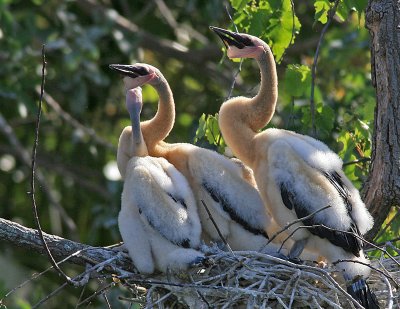 Three Anhinga Chicks.jpg