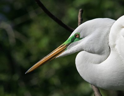 Great Egret 401.jpg