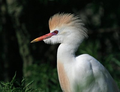 Cattle Egret 02.jpg