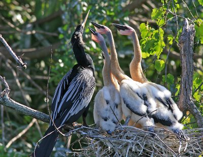Ahinga Chicks With Adult.jpg