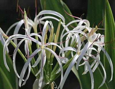 Flower.jpg