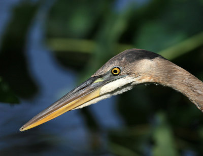 favorites_herons