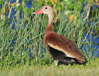 Black Bellied Whistling Duck.jpg