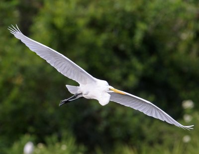 Egret in Flight.jpg