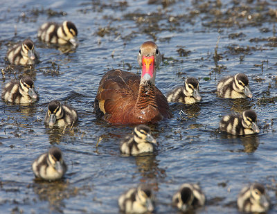 BBWD Adult  12 Babies.jpg