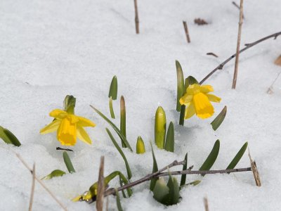 Daffodils in Spring Snow
