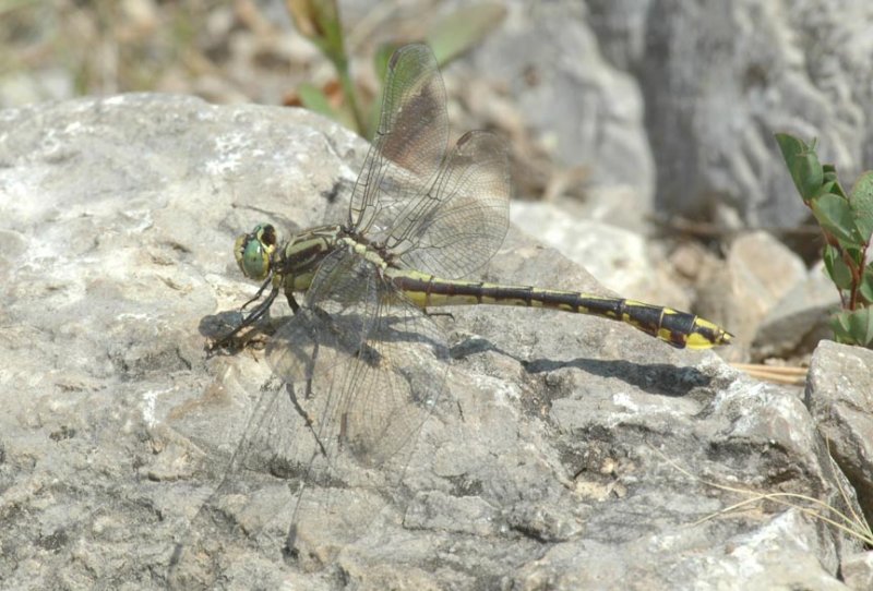 G. crassus female