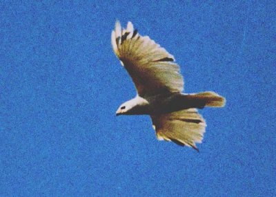 1994  white hawk