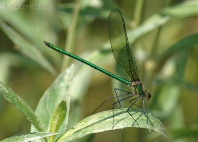 Appalachian Jewelwing (Calopteryx  augustipennis) m