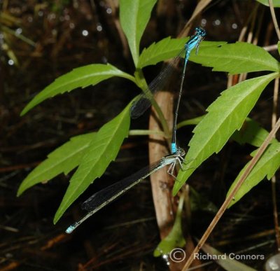 Turquoise Bluet (E. divagans)