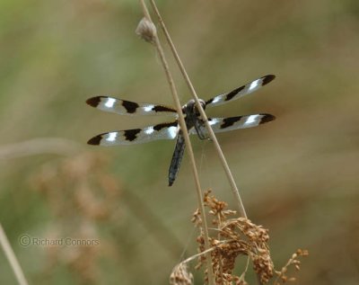 Twelve-spotted Skimmer (L. pulchella) M