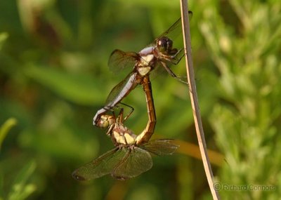 Yellow-sided Skimmer pair in wheel