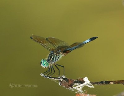 Blue Dasher (Pachydiplax  longipennis )