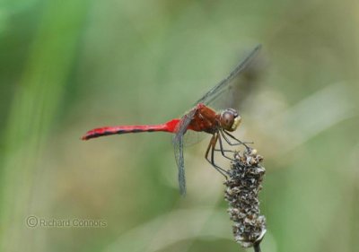 White-faced Meadowhawk ? (Sympetrum sp.)