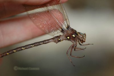 Fawn Darner (Boyera vinosa)