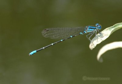 Blue-ringed Dancer (A. sedula)