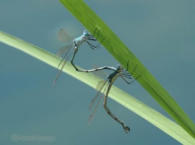 Amber-winged Spreadwing (L. eurinus)