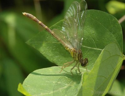teneral clubtail male